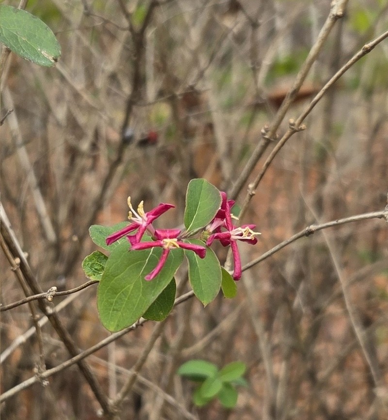 Lonicera maimowiczii photo 6