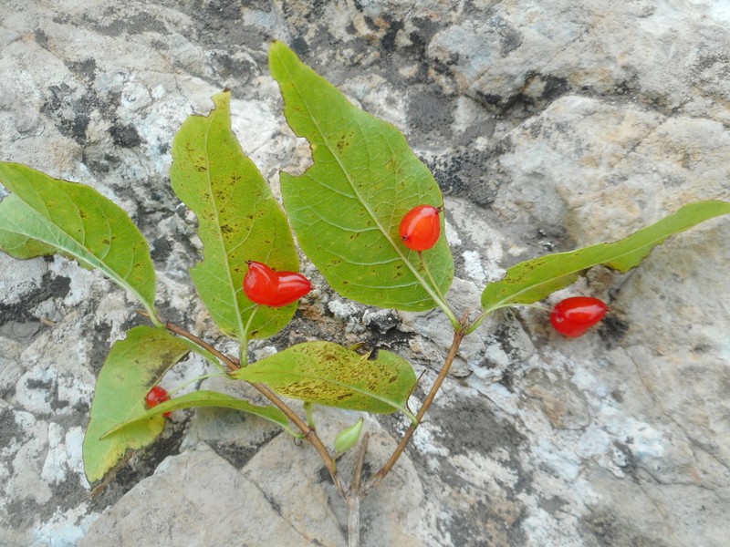 Lonicera maimowiczii photo 7