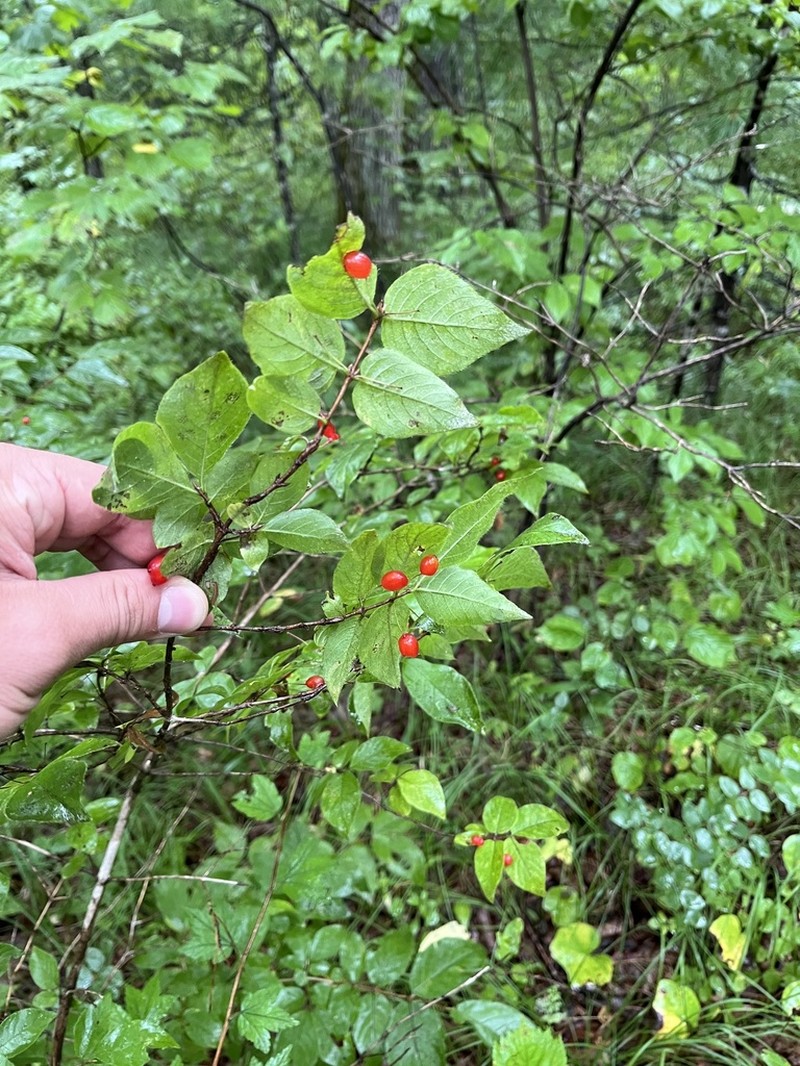 Lonicera maimowiczii photo 8