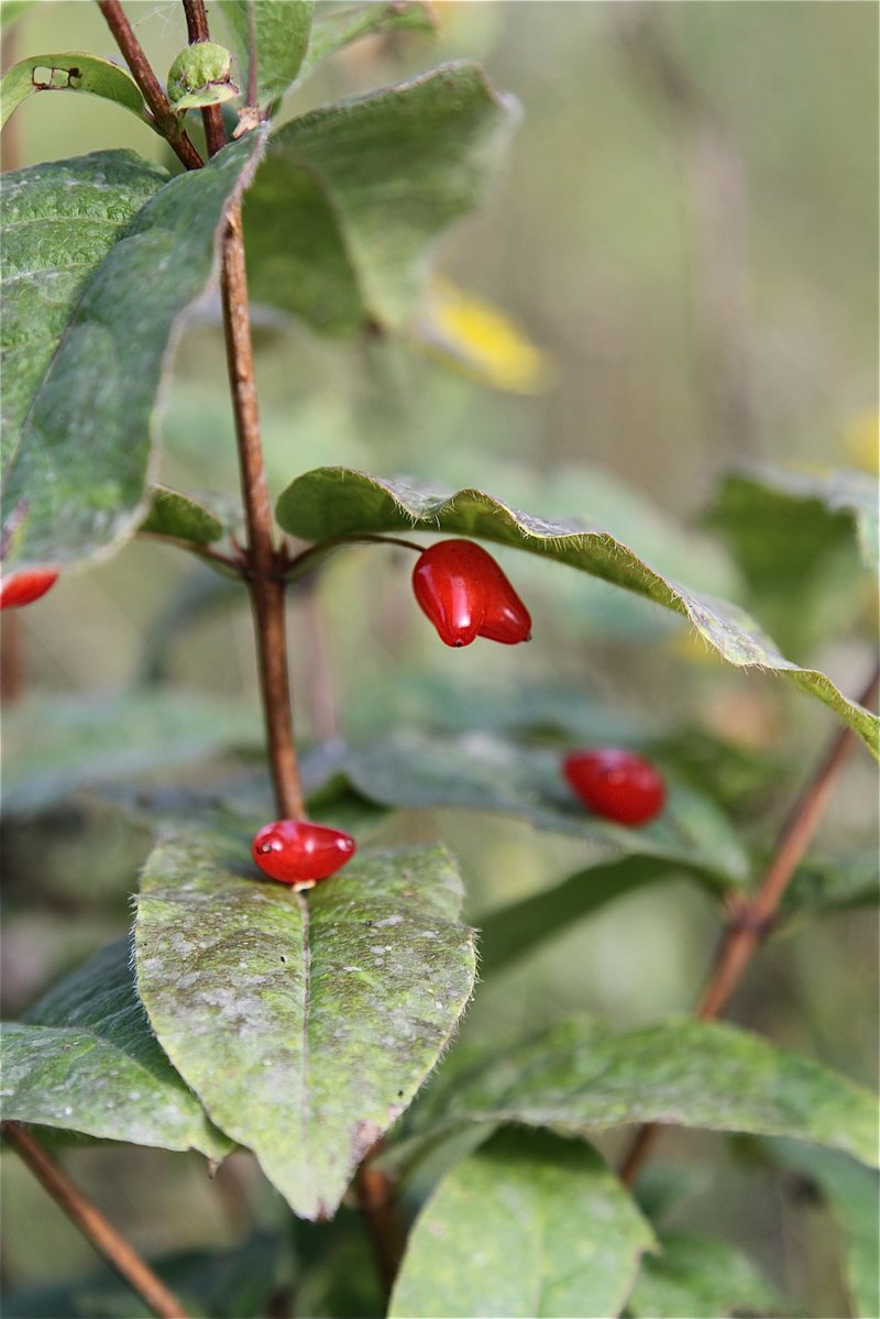 Lonicera maimowiczii