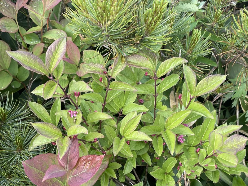Lonicera maximowiczii subsp. sachalinensis