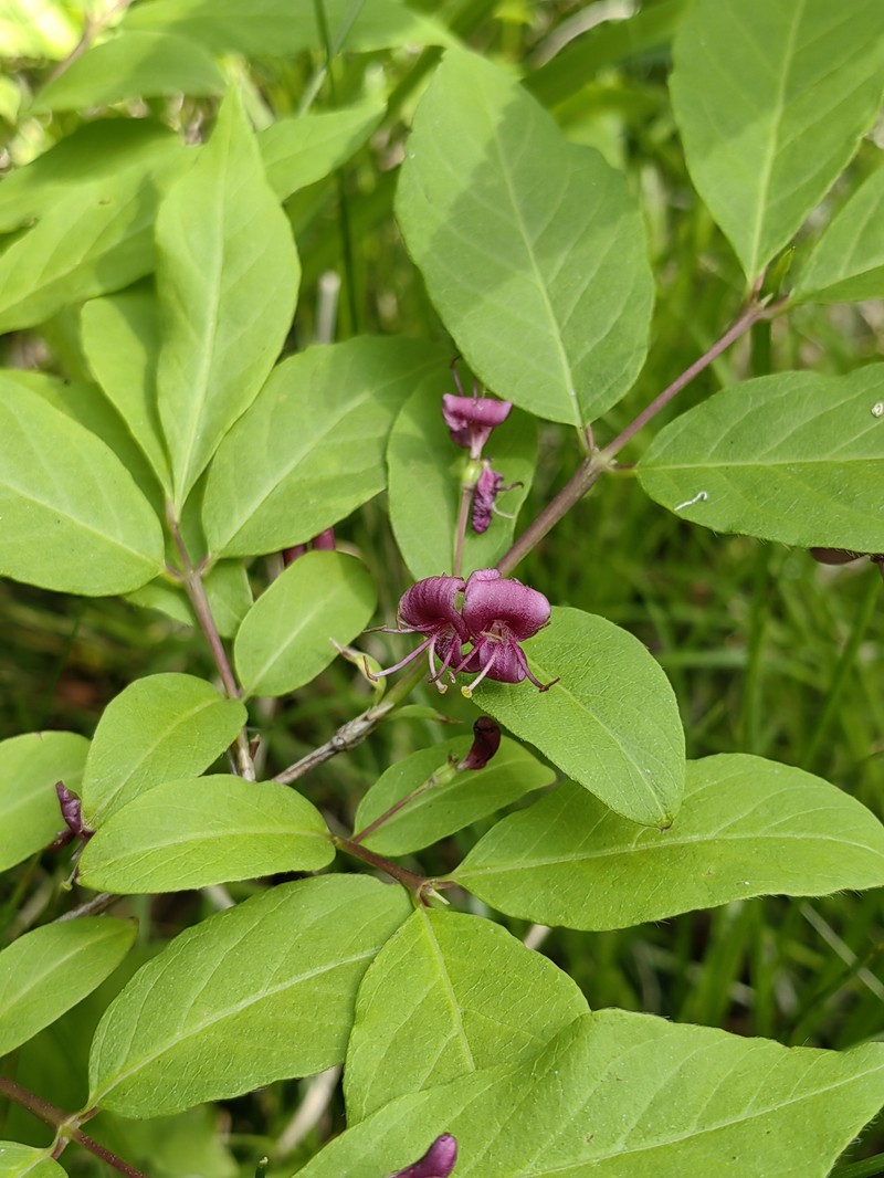 Lonicera maximowiczii subsp. sachalinensis photo 2