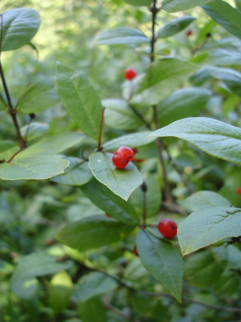 Lonicera maximowiczii subsp. sachalinensis photo 4