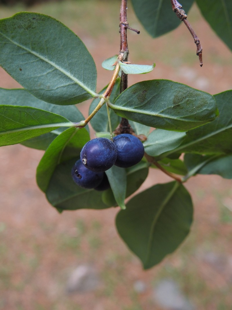 Lonicera mexicana