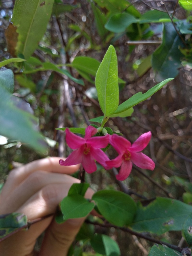 Lonicera mexicana photo 2