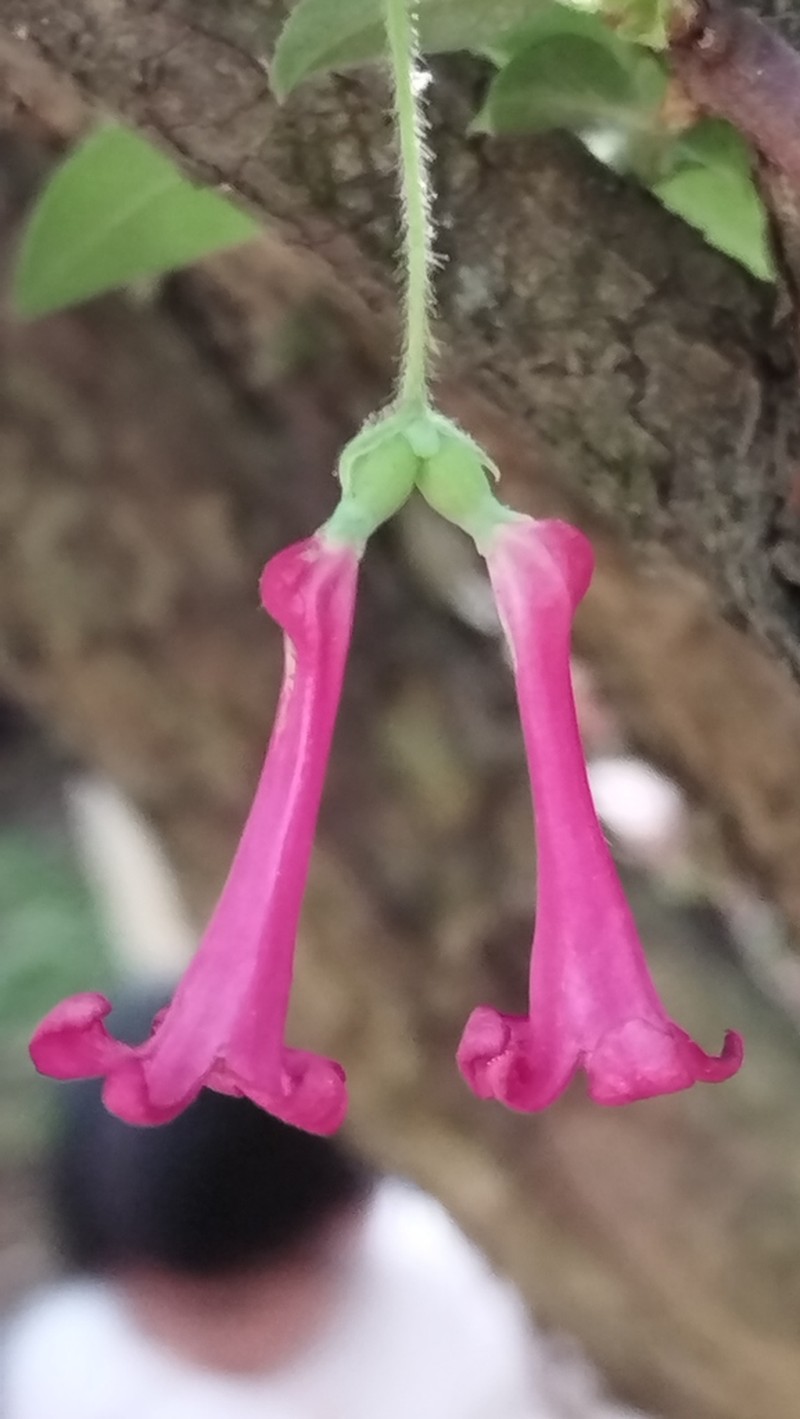 Lonicera mexicana photo 3