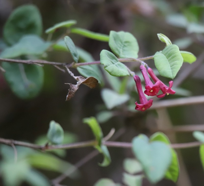 Lonicera mexicana photo 4