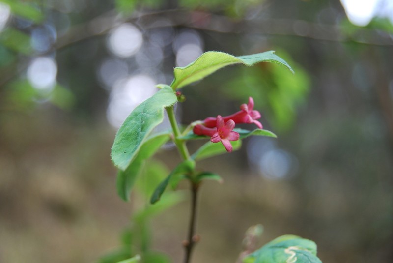 Lonicera mexicana photo 5