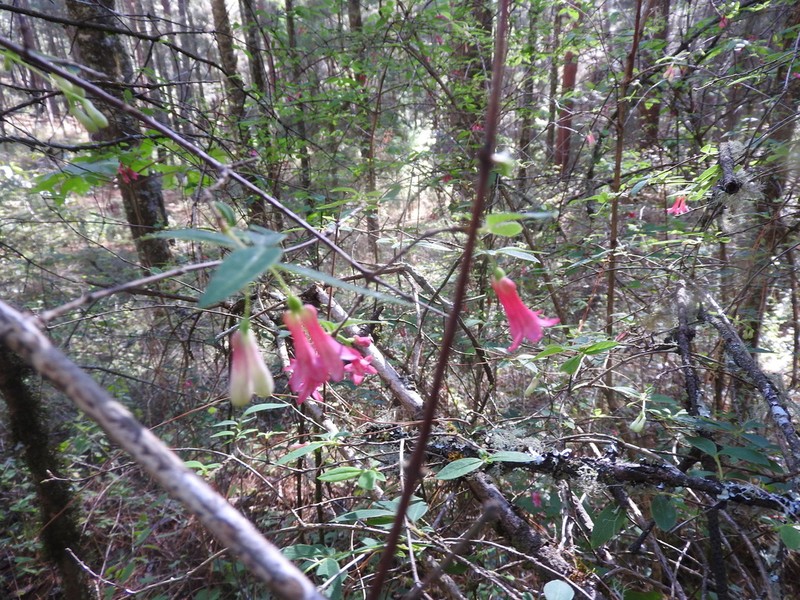 Lonicera mexicana photo 6