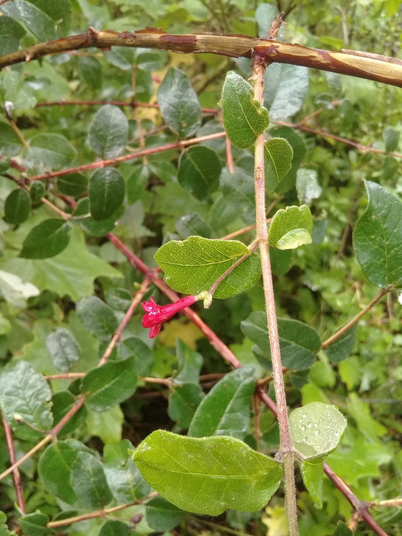 Lonicera mexicana photo 7