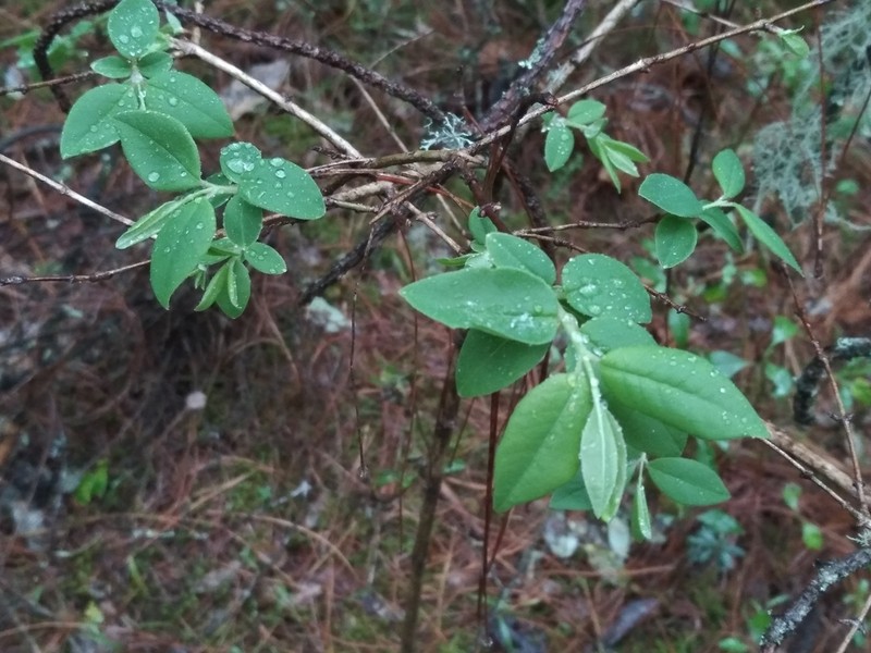 Lonicera mexicana photo 8