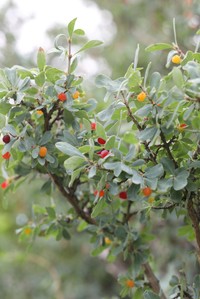 Lonicera microphylla