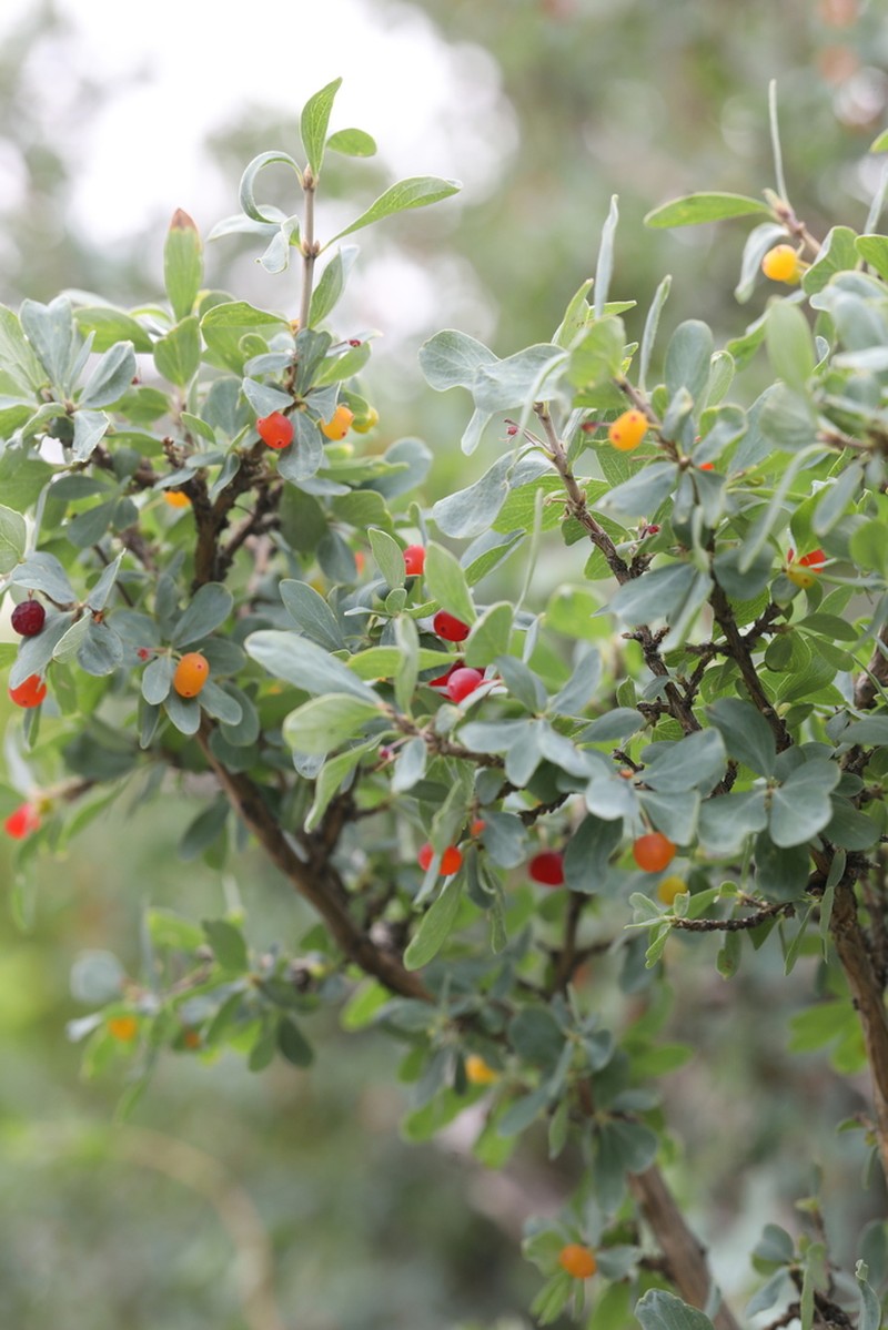 Lonicera microphylla