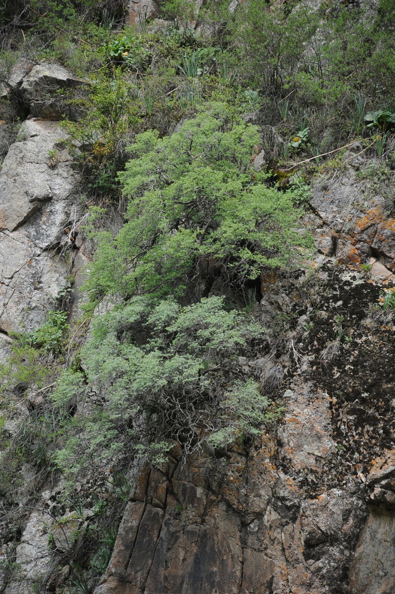 Lonicera microphylla photo 2
