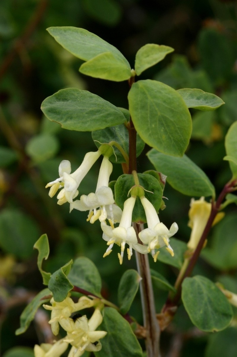 Lonicera microphylla photo 3