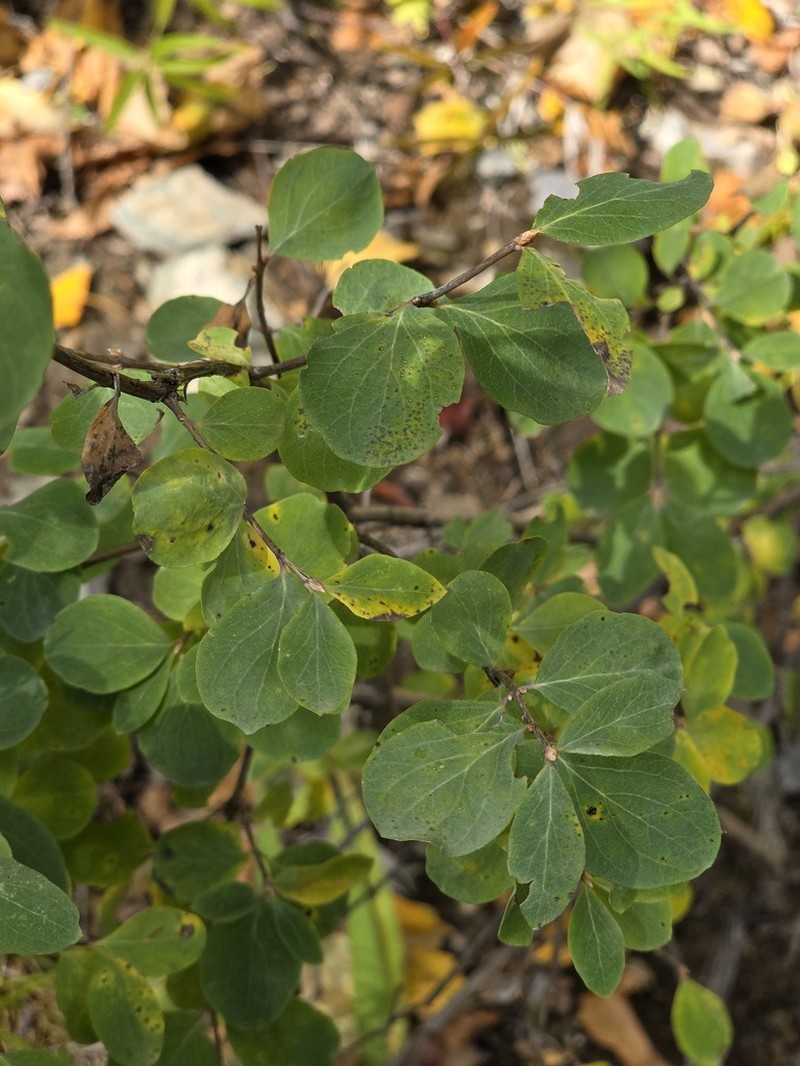 Lonicera microphylla photo 5