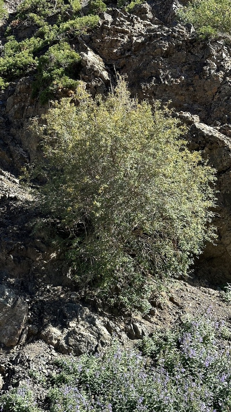 Lonicera microphylla photo 7