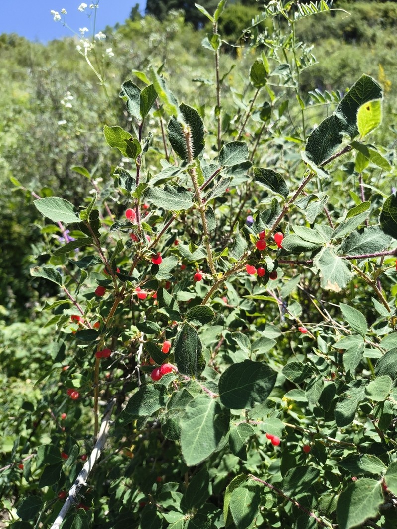 Lonicera microphylla photo 8