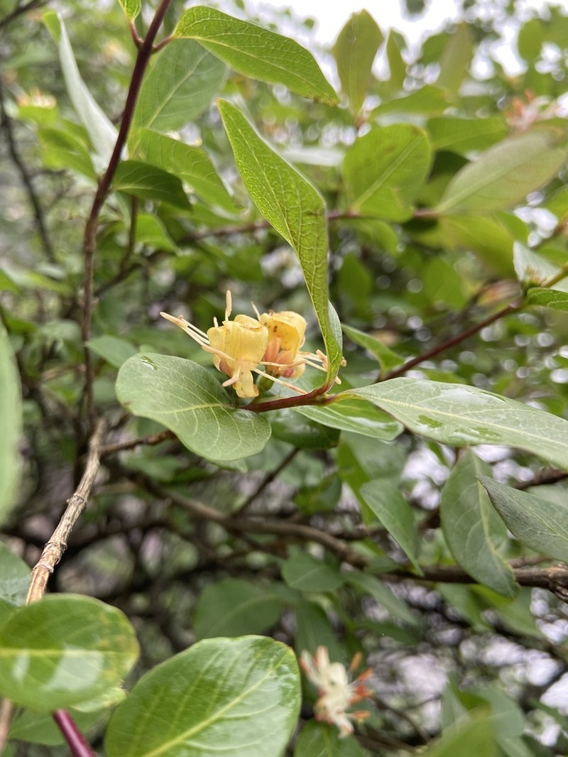 Lonicera modesta