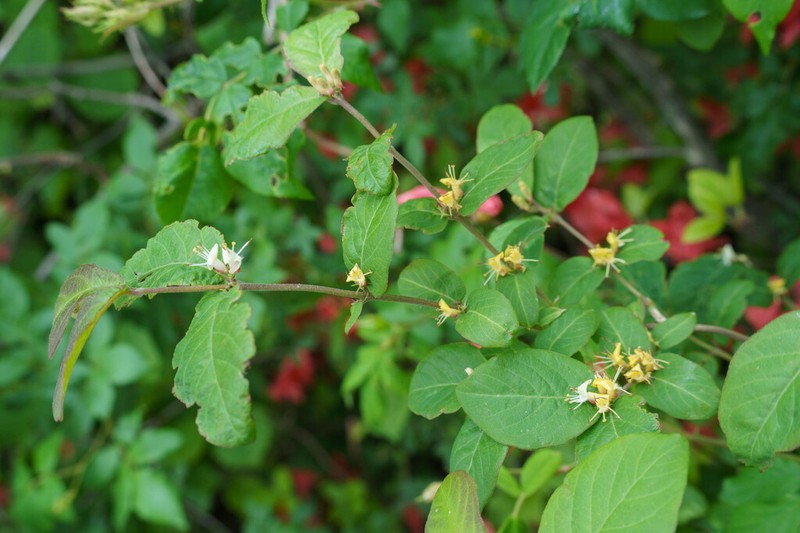 Lonicera modesta photo 2