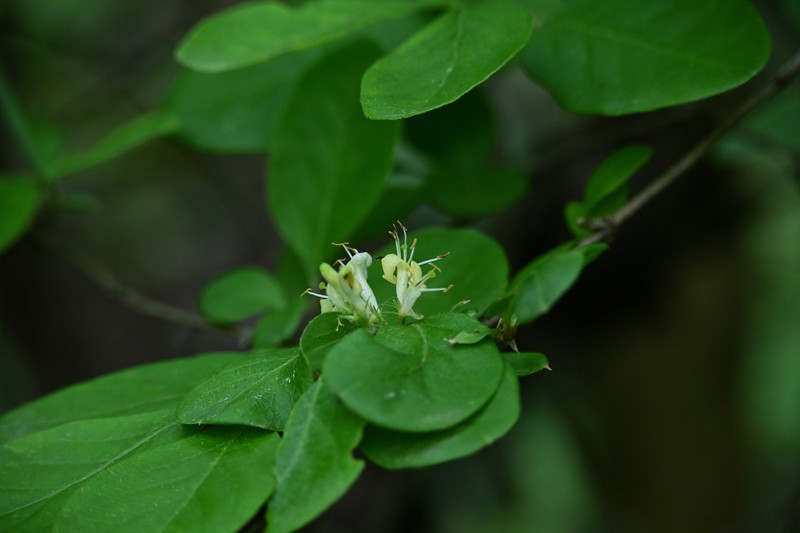 Lonicera modesta photo 3