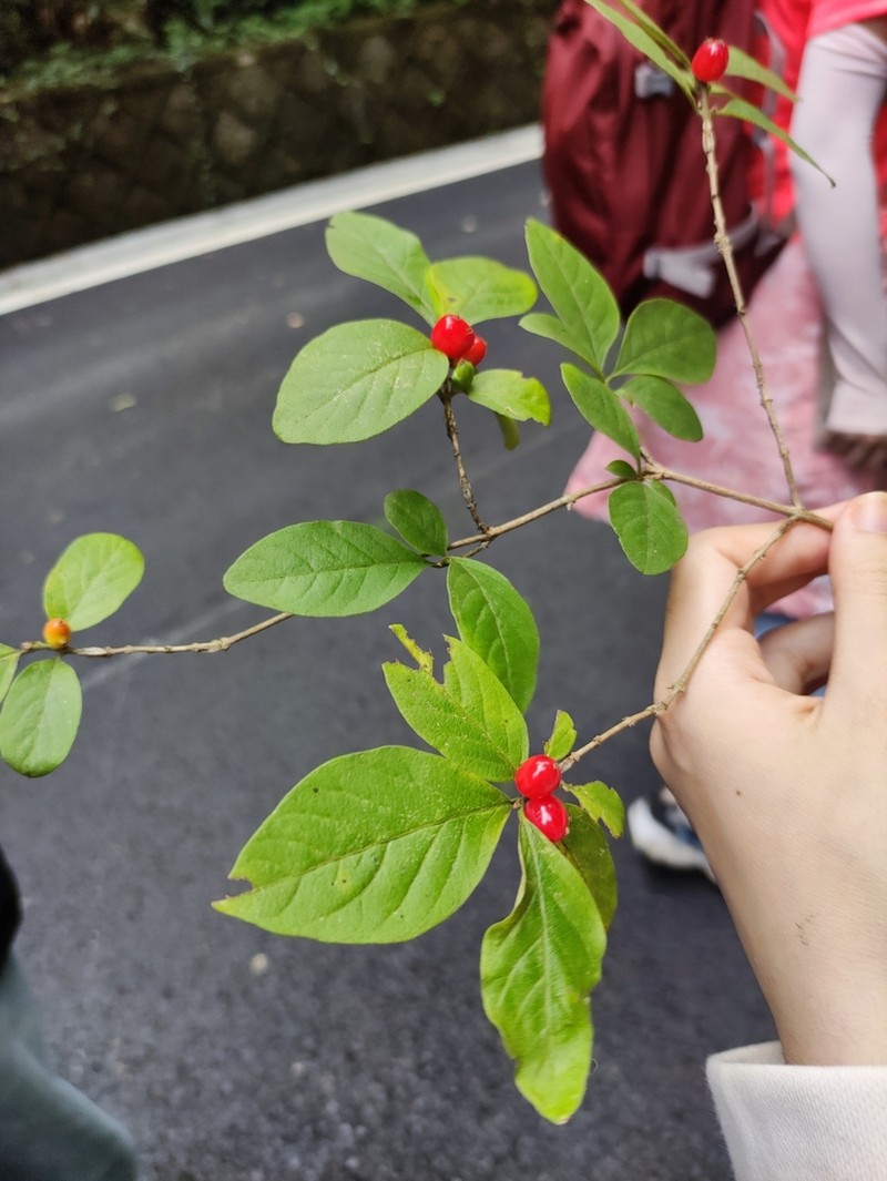 Lonicera modesta photo 4