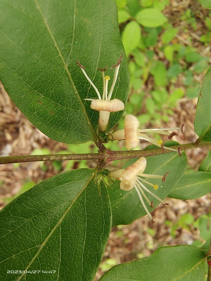 Lonicera modesta photo 5