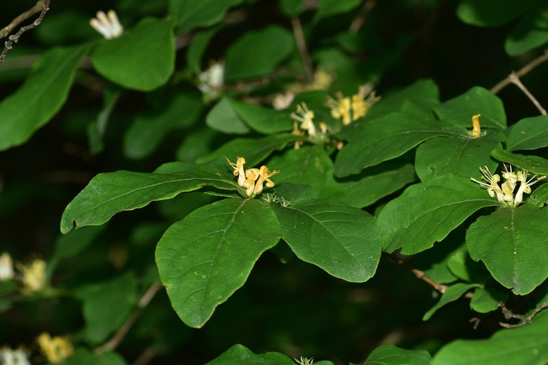 Lonicera modesta photo 6
