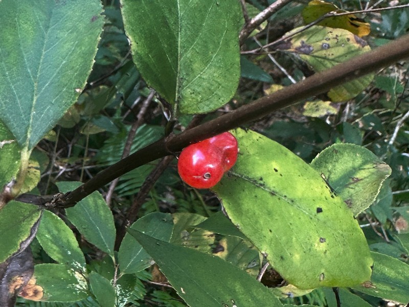 Lonicera modesta photo 7