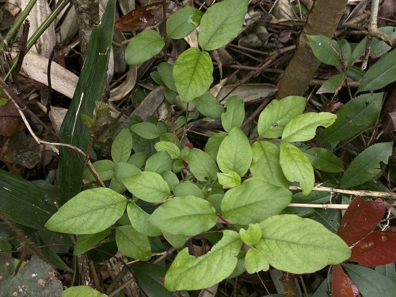 Lonicera modesta photo 8