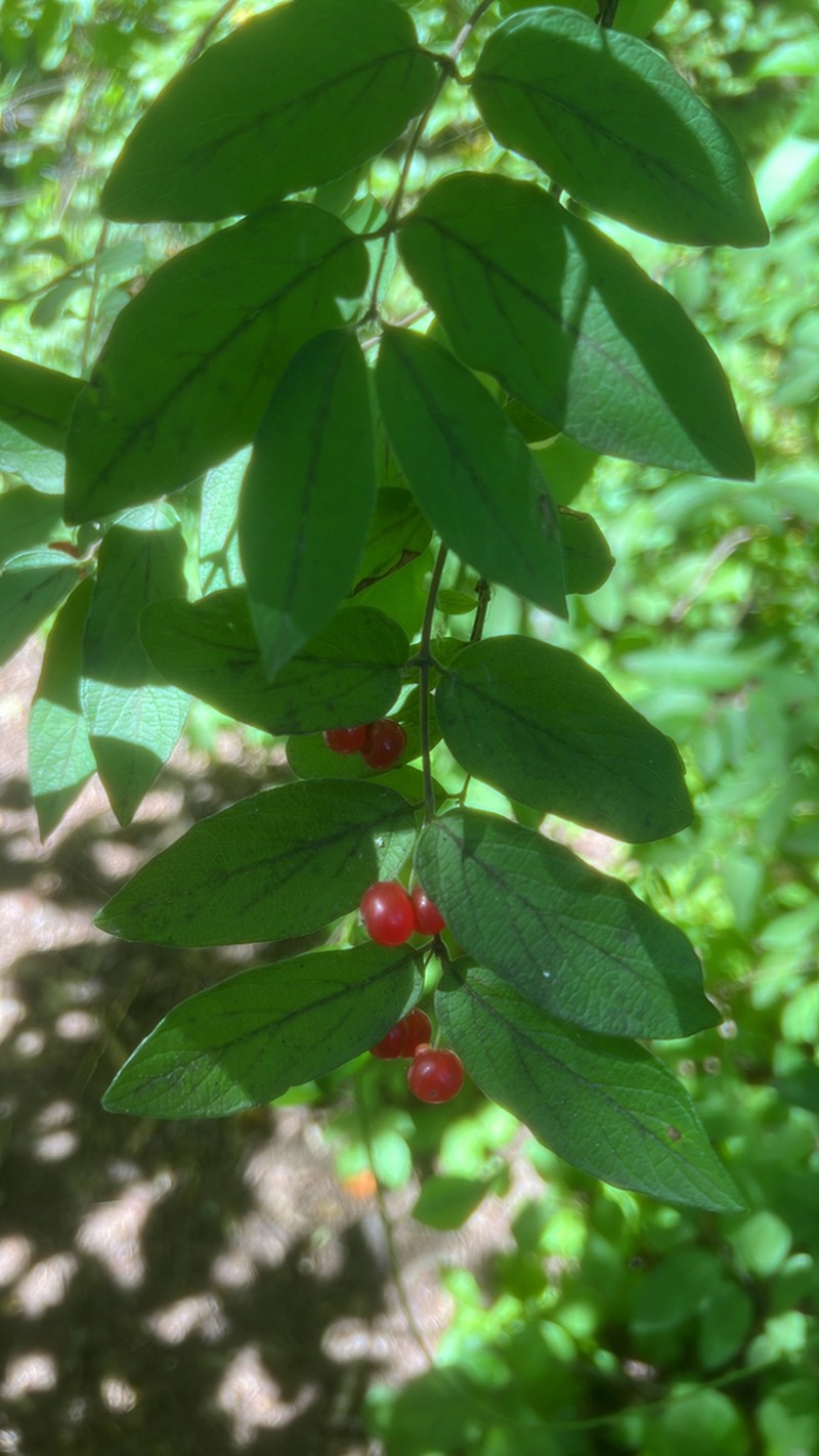 Morrow's Honeysuckle photo 3