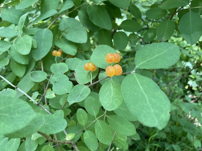 Morrow's Honeysuckle photo 7