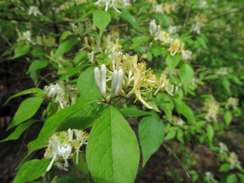 Morrow's Honeysuckle photo 5