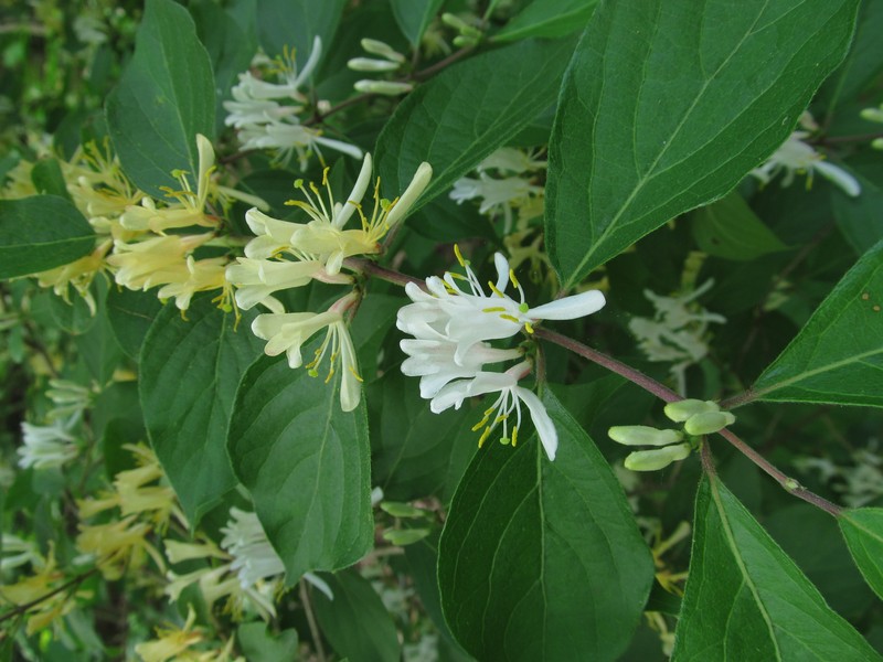 Morrow's Honeysuckle photo 6