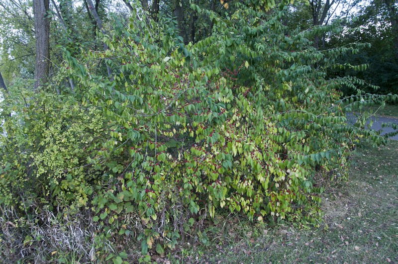 Morrow's Honeysuckle photo 2
