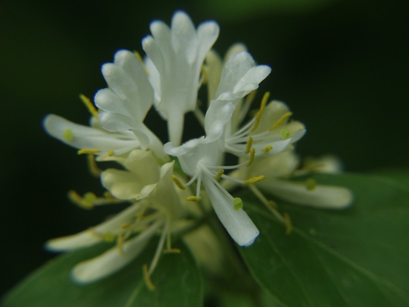 Morrow's Honeysuckle photo 3