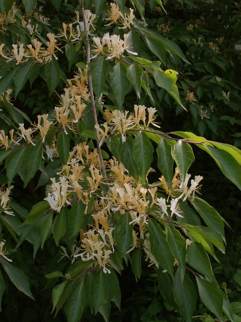 Morrow's Honeysuckle photo 4
