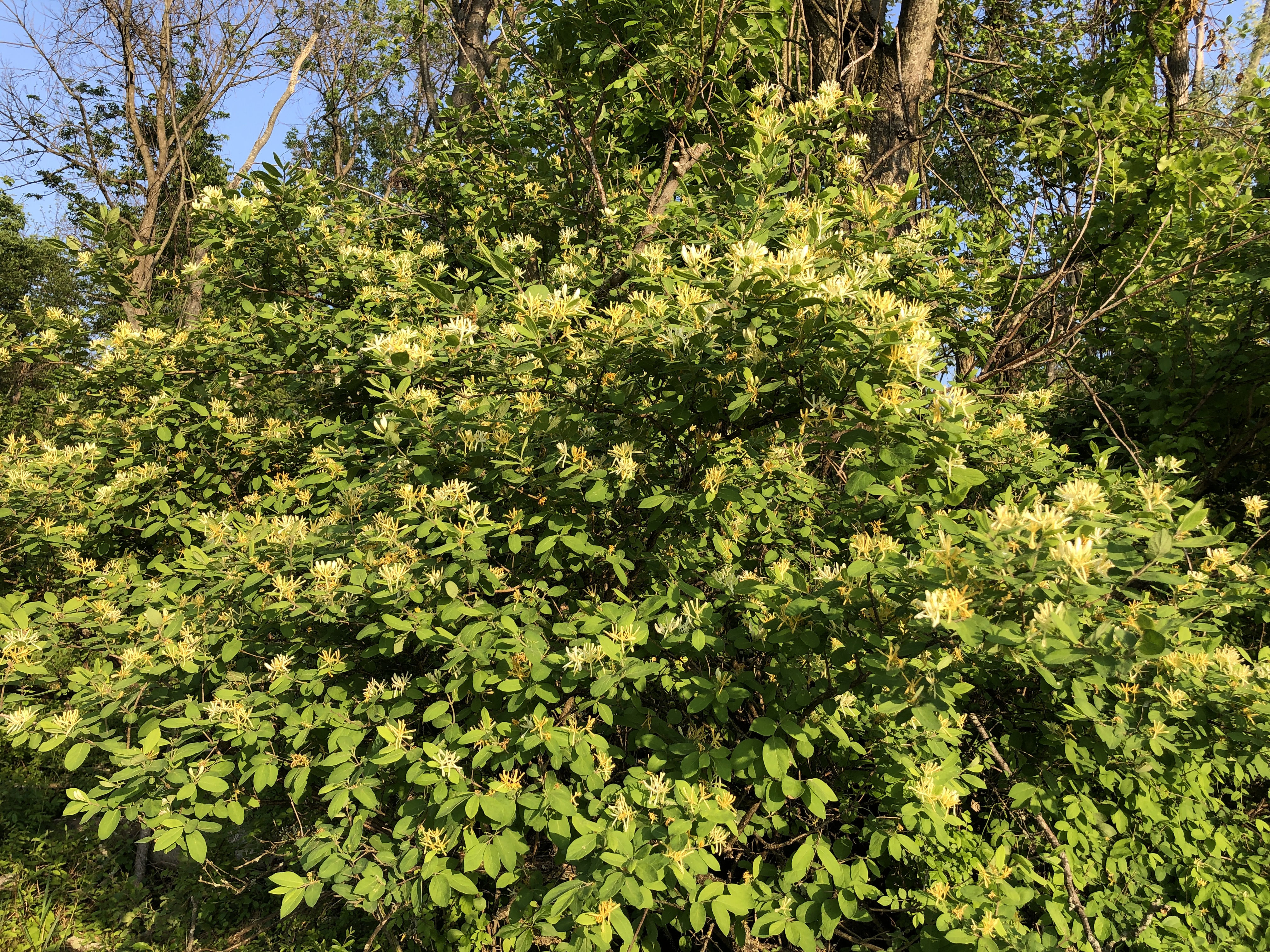 Morrow's Honeysuckle photo 7