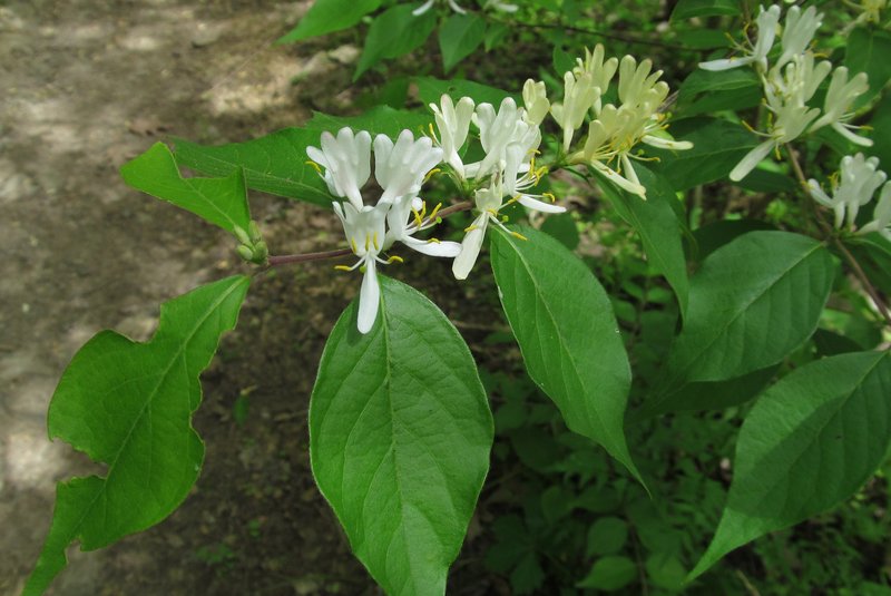 Morrow's Honeysuckle photo 8