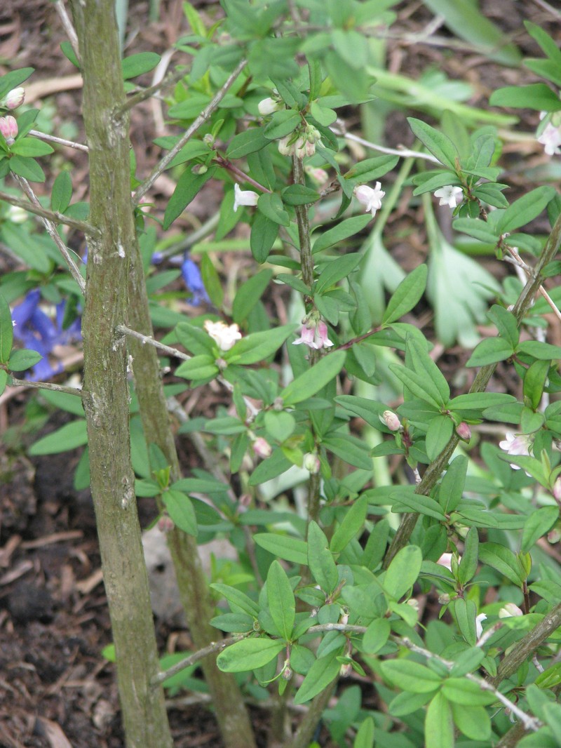 Lonicera myrtilloides