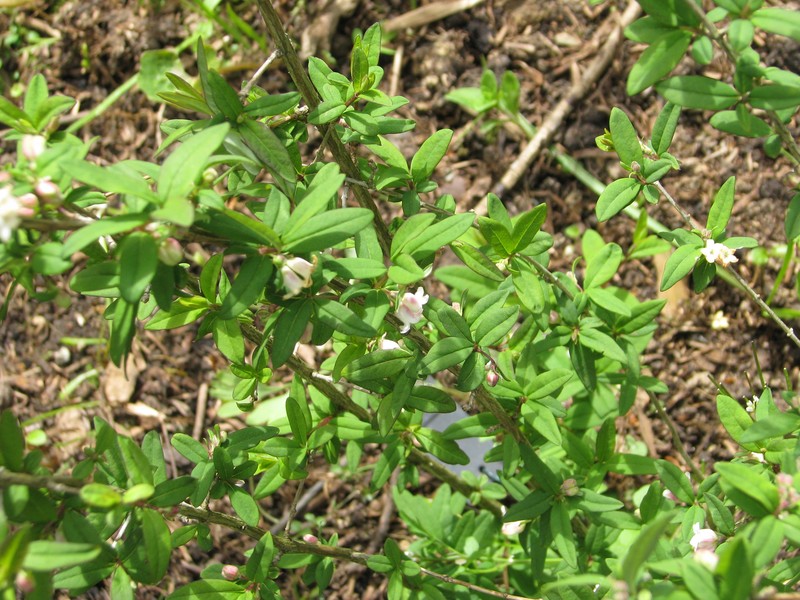 Lonicera myrtilloides photo 2