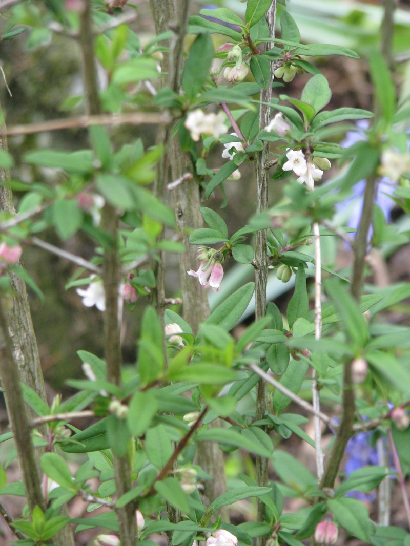 Lonicera myrtilloides photo 3