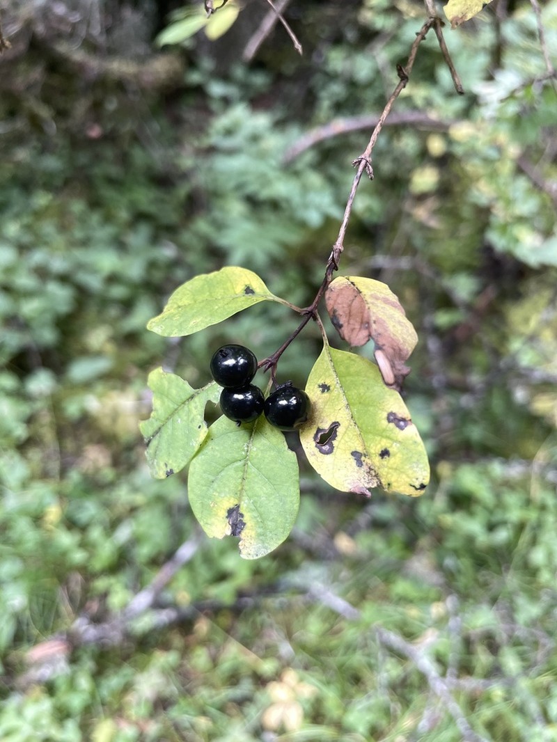 Lonicera nervosa
