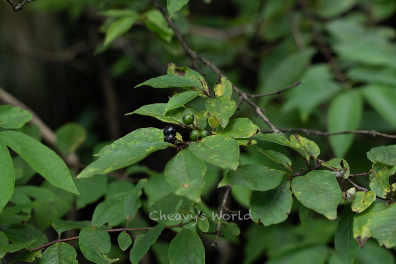 Lonicera nervosa photo 2