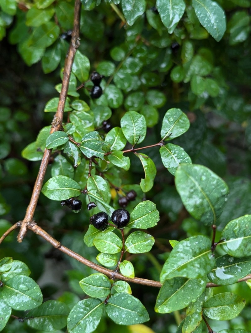 Lonicera nervosa photo 3