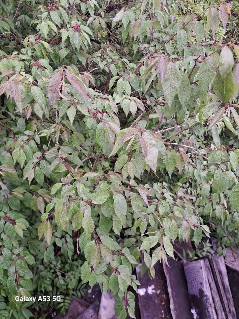 Lonicera nervosa photo 4