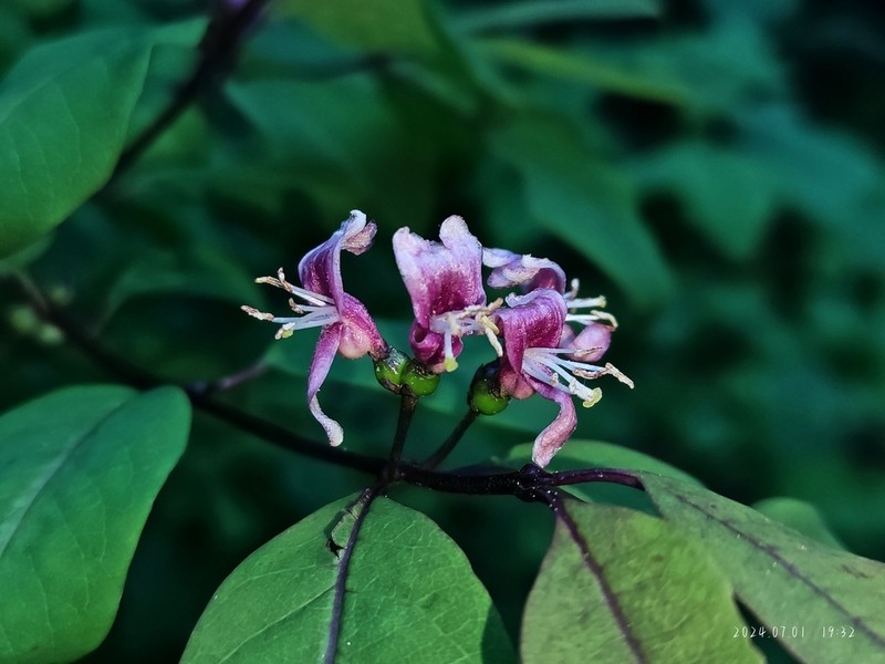 Lonicera nervosa photo 5