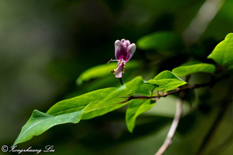 Lonicera nervosa photo 6