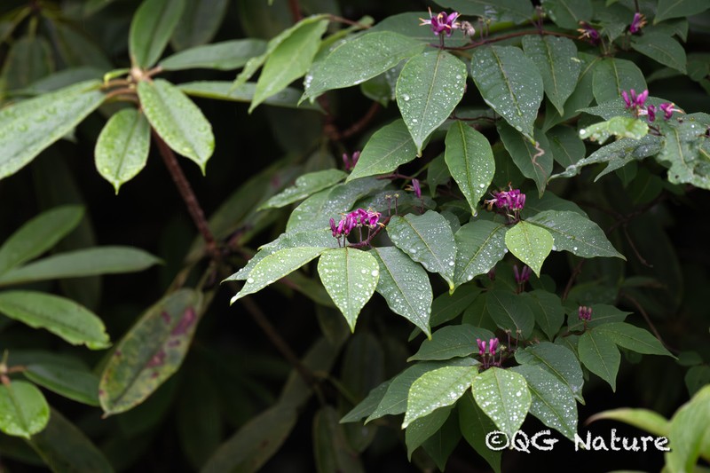 Lonicera nervosa photo 7