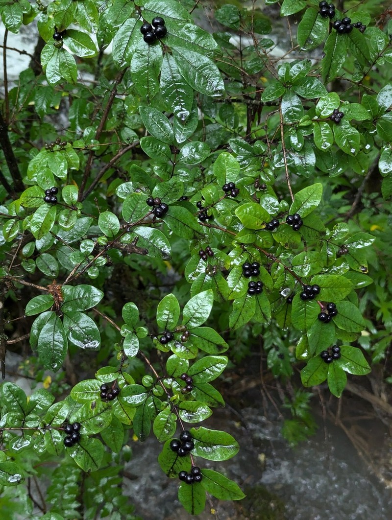 Lonicera nervosa photo 8